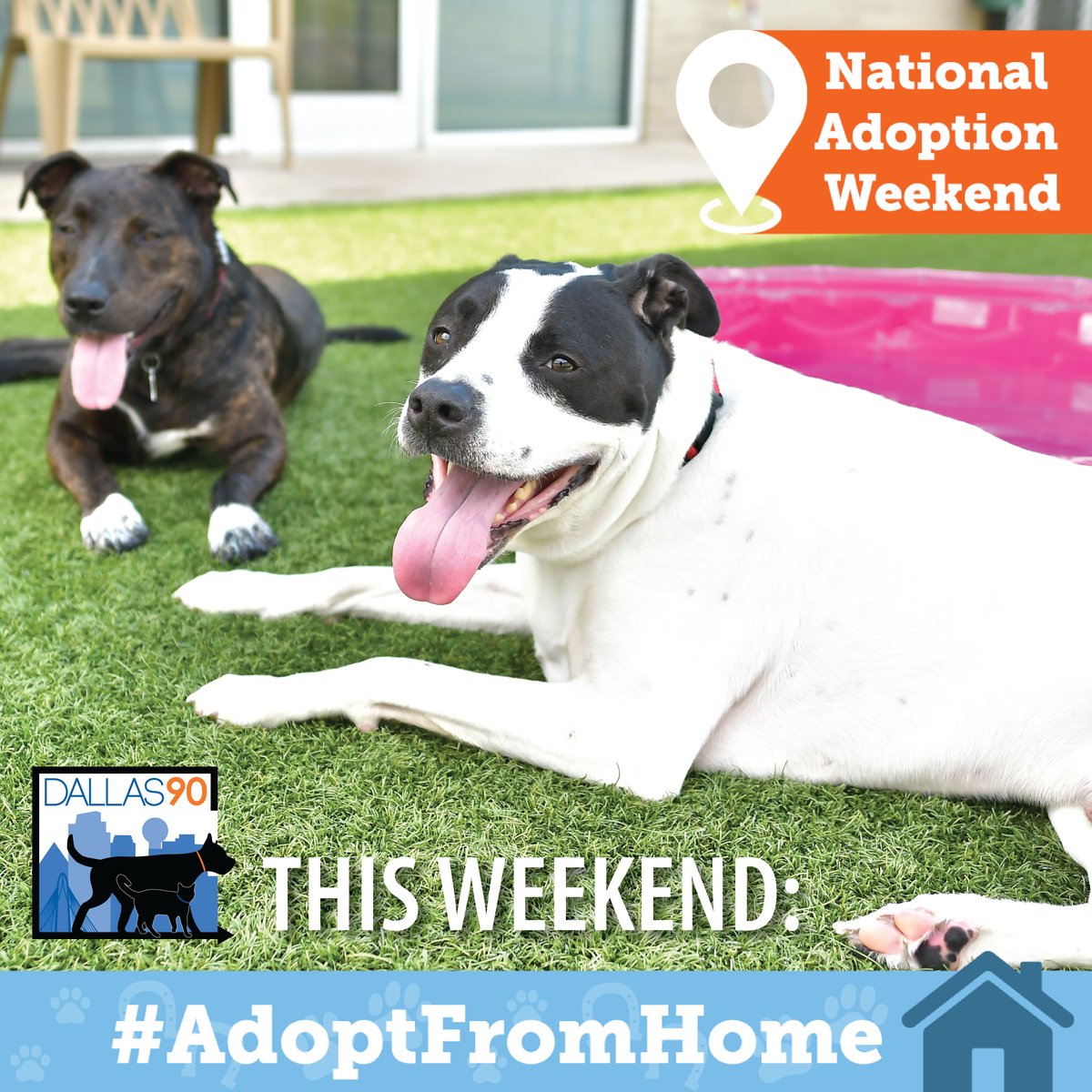 DallasShelter's tweet photo. THIS WEEKEND: #AdoptFromHome! It's @ASPCA #NationalAdoptionWeekend and you can adopt a new best friend like Leena, Carah, or Barclay right from your couch. Head over to https://t.co/SlbbduPgJ6 to view adoptable pets and apply to adopt ONLINE! #SaveLivesWhileSocialDistancing https://t.co/3VJwox4CMG