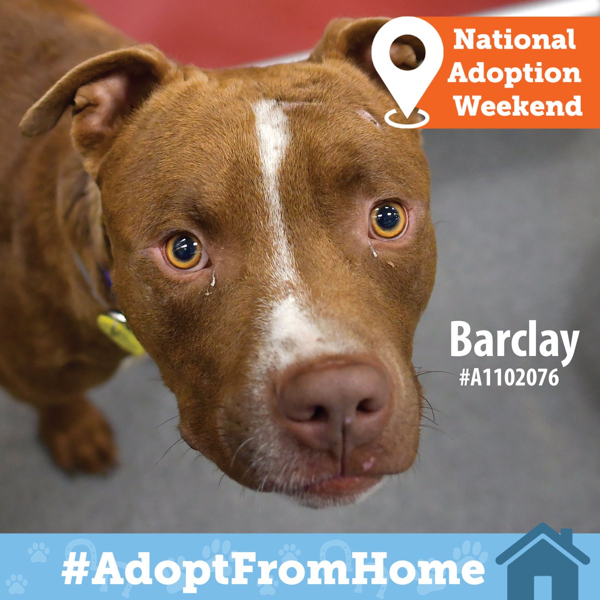 DallasShelter's tweet photo. THIS WEEKEND: #AdoptFromHome! It's @ASPCA #NationalAdoptionWeekend and you can adopt a new best friend like Leena, Carah, or Barclay right from your couch. Head over to https://t.co/SlbbduPgJ6 to view adoptable pets and apply to adopt ONLINE! #SaveLivesWhileSocialDistancing https://t.co/3VJwox4CMG