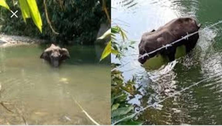 sisodia2507's tweet photo. ‘Save Kerala’ के नाम पे मैंने एक पैसा नहीं दिया।।
#फक्र_है
#ElephantCase https://t.co/Tl1XrnhQwG