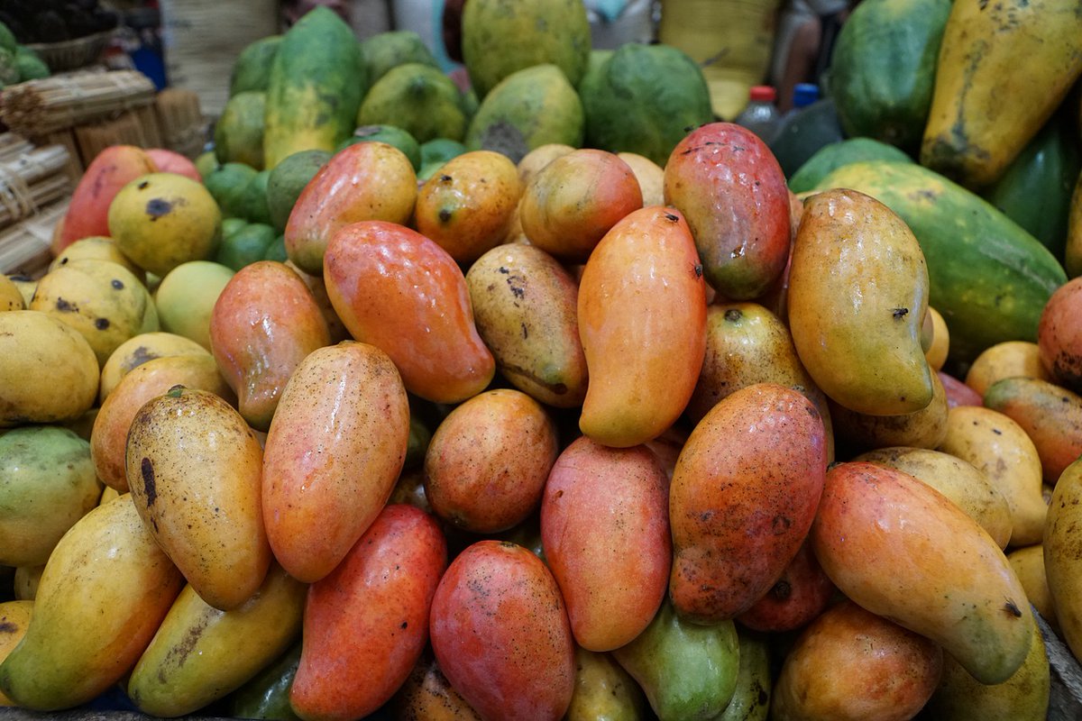 agrorganico_mx's tweet photo. El sector agrícola de la región de Rosario, en Sinalo, explora la posibilidad de una reconversión de sus procesos de producción frutícola 🍍🍋🍊🍌🍉

https://t.co/3X47K82JjF

#orgánicos #frutas #mango #Sinaloa https://t.co/d3sj9NCElS