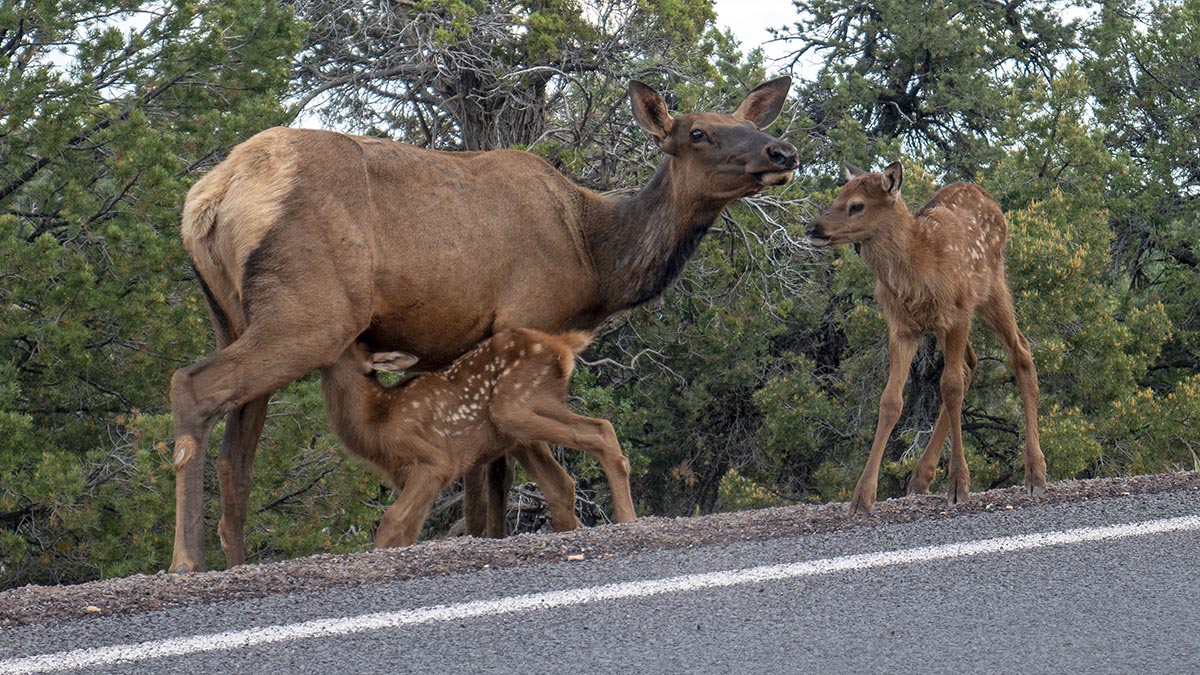 Grand Canyon NPS On Twitter You Don t Know The Calf Of It Being A grand-canyon-nps-on-twitter-you-don-t-know-the-calf-of-it-being-a