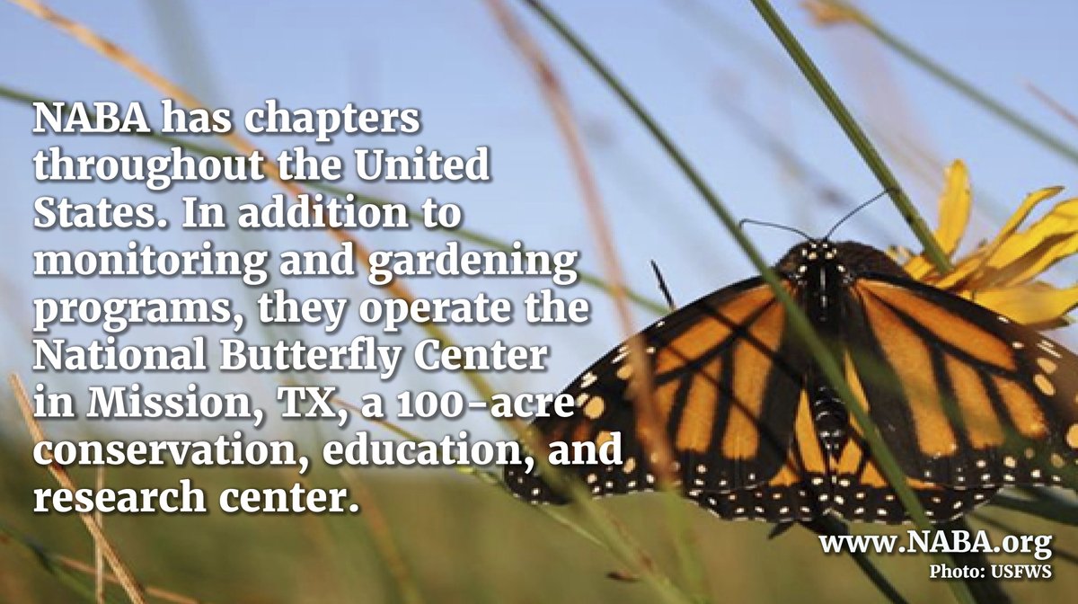 NativeGrassAlly's tweet photo. Founded in 1992, @NabaButterfly conserves butterflies and their habitats by direct action (buying land, enhancing habitat) and by educating the public about the importance of butterflies. Read about their work and programs at https://t.co/kmKewUvazT. https://t.co/0zsK3hhypj