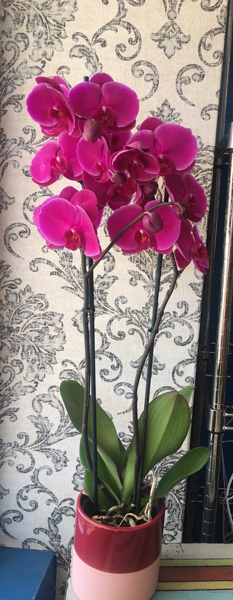 Syldavia Floristas (@syldaviaf) on Twitter photo 