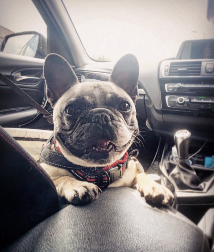 Ryandunphy95's tweet image. Little Lacy before and after her big walk 😆 #dogsoftwitter #Frenchie