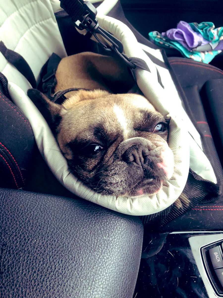 Ryandunphy95's tweet image. Little Lacy before and after her big walk 😆 #dogsoftwitter #Frenchie