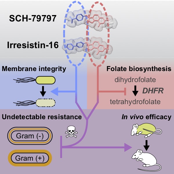 Online Now! An #antibiotic that kills both #Gramnegative and #Grampositive #bacteria through a unique dual-targeting mechanism of action with undetectably low #resistance frequencies bit.ly/3cwYFKa