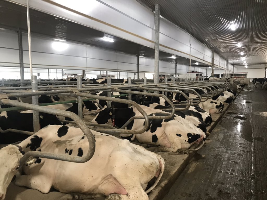 BoersenRoger's tweet image. Cows love the cross vent. 29 outside today but a nice breeze in here.  Didn’t drop a litre in production. Awesome