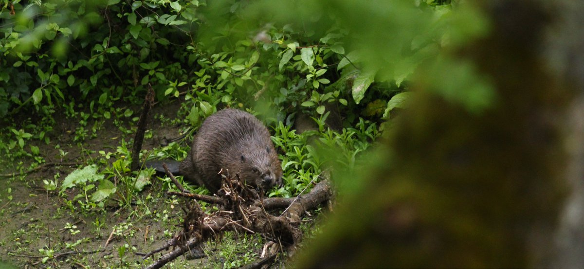 Gordon Muir tweet media