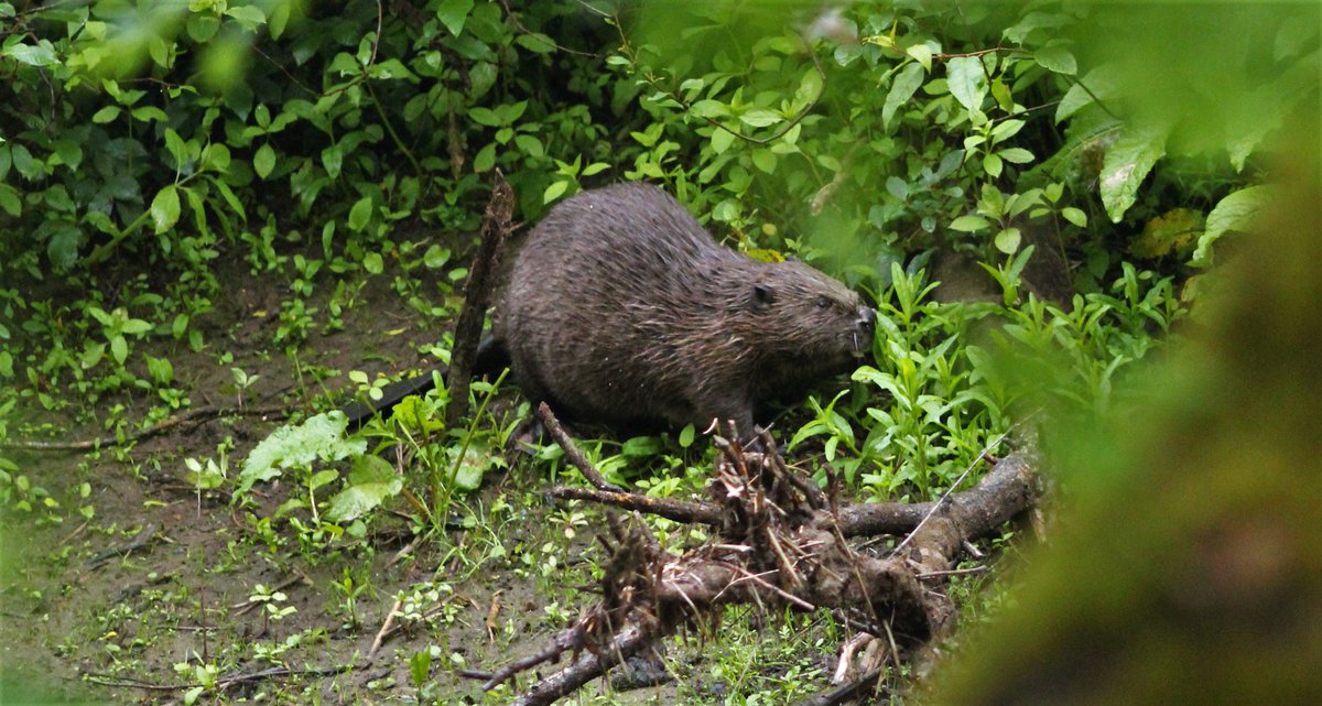 Gordon Muir tweet media