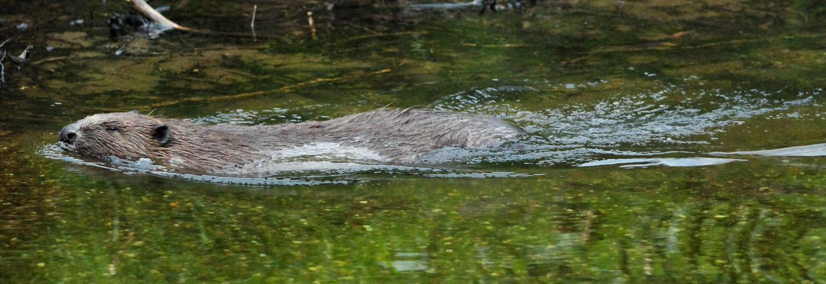 Gordon Muir tweet media