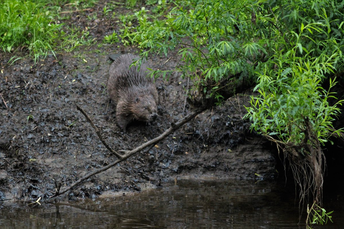 Gordon Muir tweet media