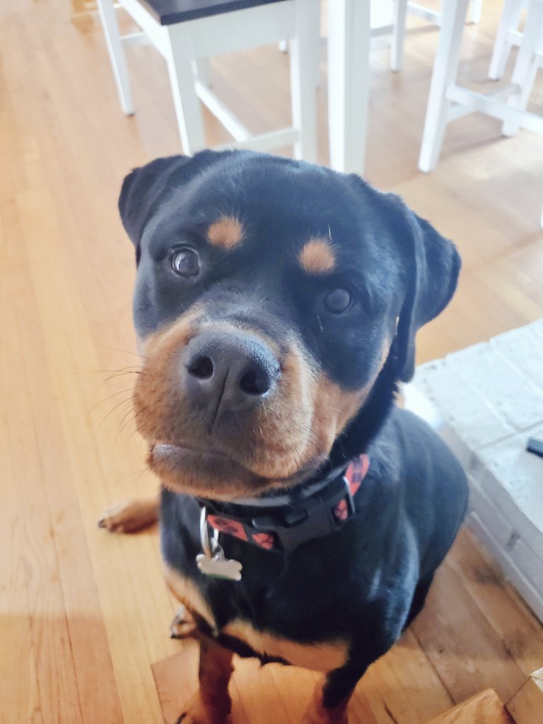 MakecopMakeup's tweet photo. She's a colossal pain in the ass, but she's cute as hell. Here's something other than all the craziness. Look at the puppy face and smile
#Rottiesoftwitter #doggie #Rottweiler #harleypup #harleyquinn #harleenquinzel https://t.co/4vv6kv7nu7