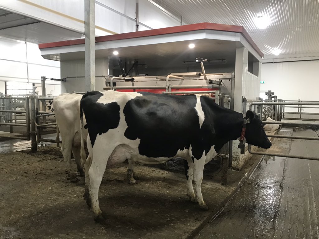 BoersenRoger's tweet image. Just waiting to get milked on a breezy day inside. Thanks girl. We got incentives to fill.