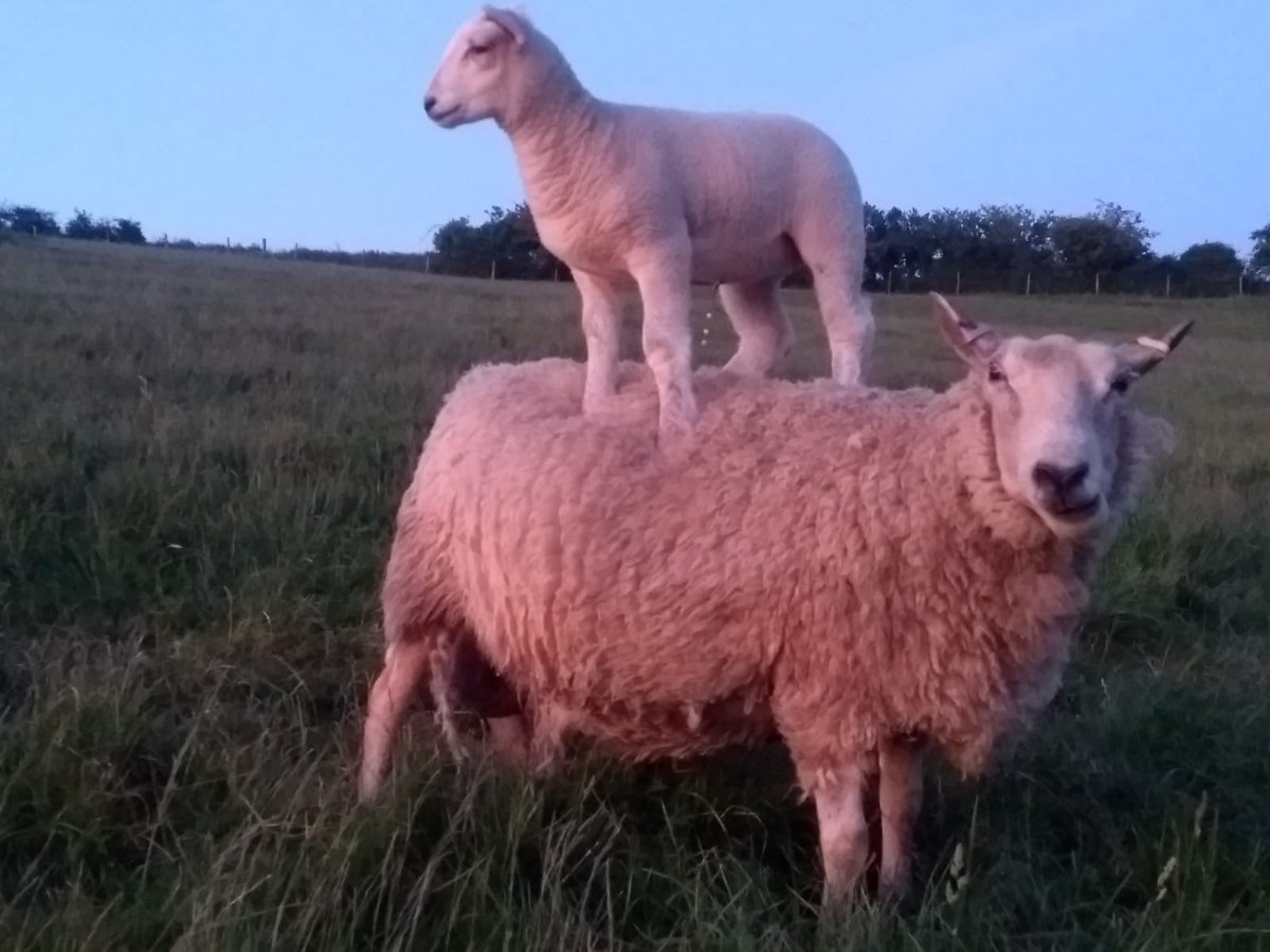 Online Farm Sunday - here's one viewpoint that hasn't been closed due to Covid-19!  Join us on Sunday for more of our favourite images of farming and the countryside - thanks to farmer Ian Wroth for this one 😍
#lofs20 #marlboroughdowns #spacefornature