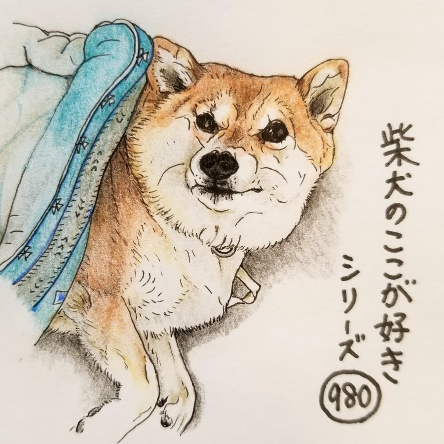 色鉛筆で描かれた素敵な柴犬のイラストや柴犬の書き方を紹介します Maccoの柴犬 Funブログ