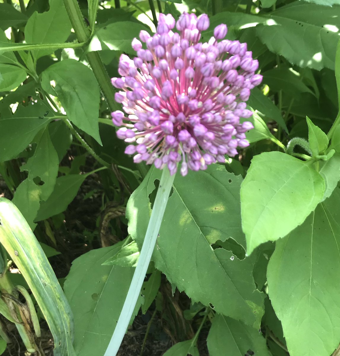 ヒメ على تويتر 6月5日 ニンニクの花です ニンニク は 収穫前には 花になる部分を摘んでしまうので 畑で咲いているのはあまり見かけません アリウムギガンチウム かと思って まじまじ見てたら あれっ ニンニクでした