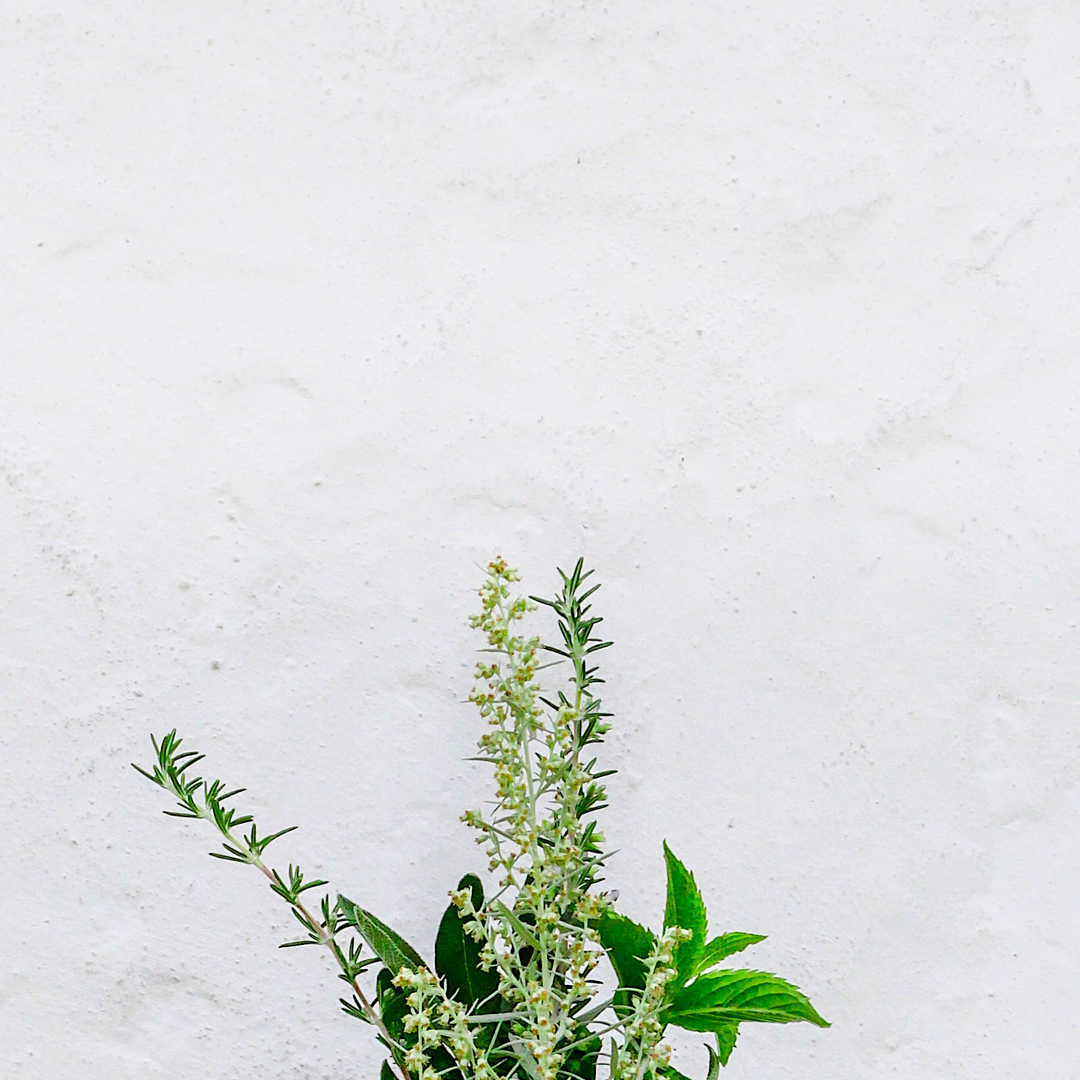 A natural antioxidant, #rosemary features as our main botanical alongside bittersweet orange, an essential in any aperitif.
.
.
.
#wilfreds #bittersweet #orange #botanical #fresh #nature #natural #lifestyle #plantbased #antioxidant #healthyliving #healthylife #lowcalorie #noalcoh