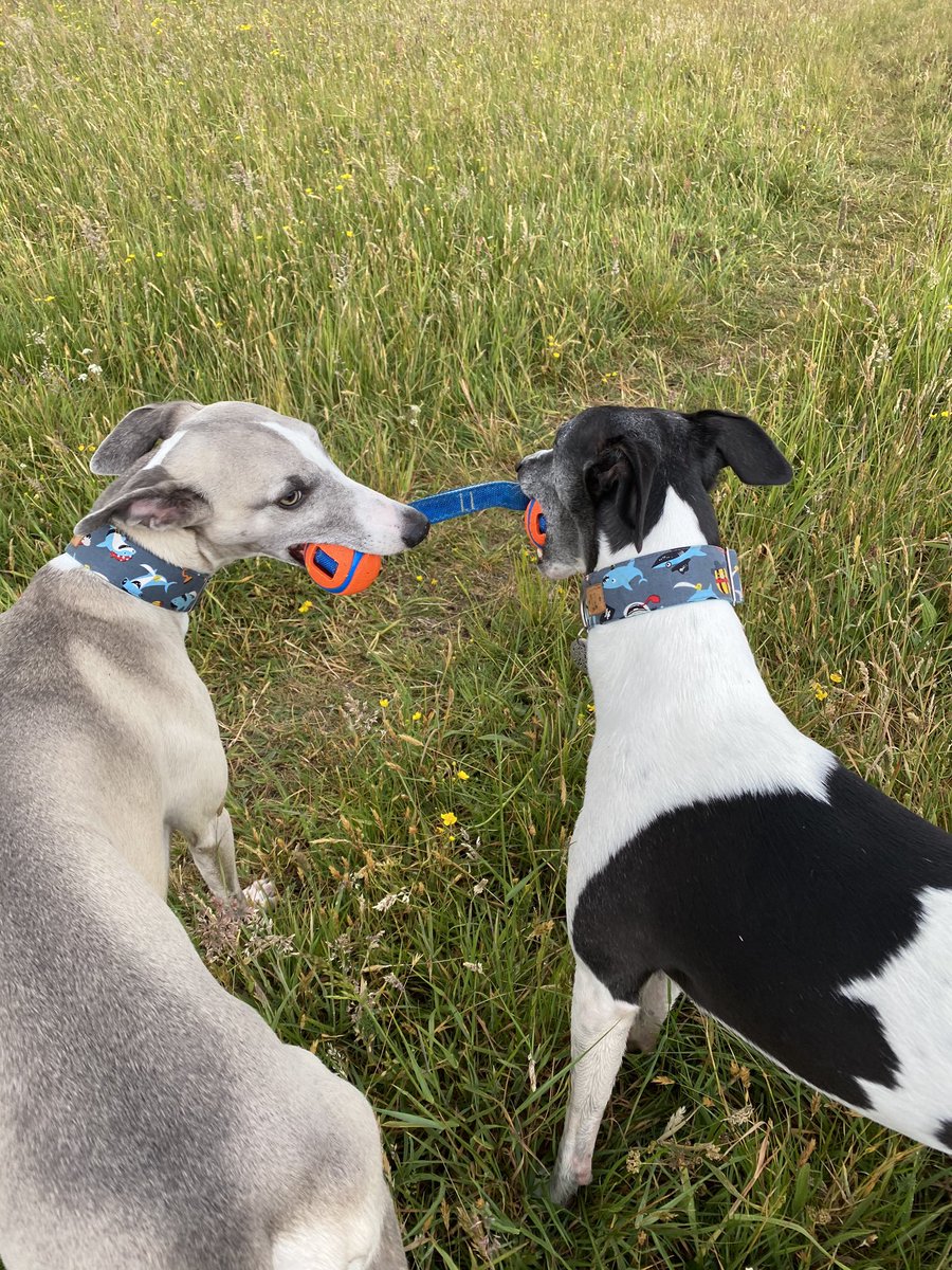 Playin tug ov love whilst wearing our new @IzzyandFinns pirate shark collars 👊🏻❤️😁🦈☠️🌈👍🏻#whippetsoftwitter #houndsoftwitter