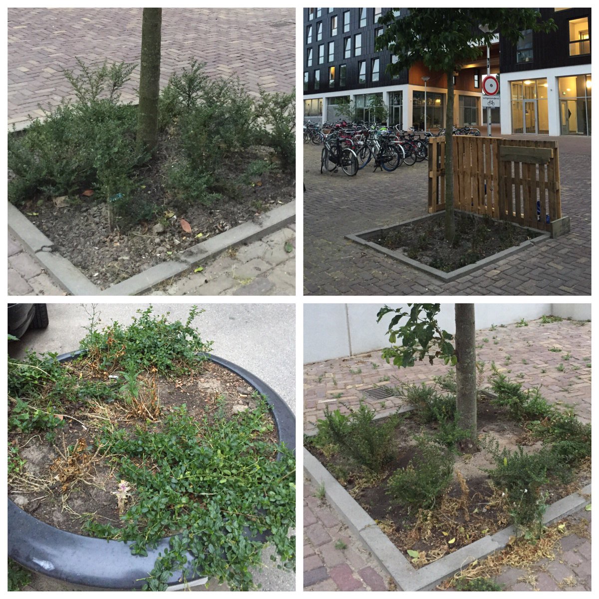 Tijdens de avondwandeling gisteren resultaten van de #NationaleZaaidag geïnspecteerd op Rotsoord. De boomspiegels op <a href="/detriputrecht/">de Trip</a> kunnen nog wel wat nieuwe zaadbommen gebruiken! #schraleboel #aandeslag #guerillagardening