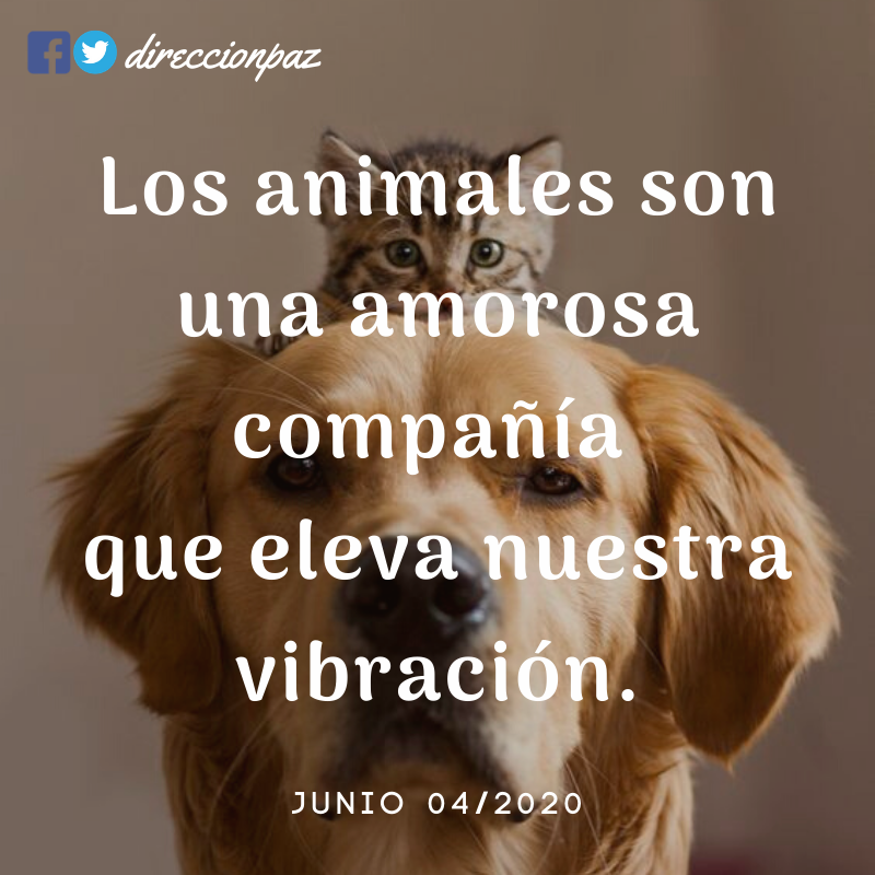 DireccionPaz's tweet photo. Amor en compañía 🙂❤️🐶🐱 https://t.co/iNqWooLMXH