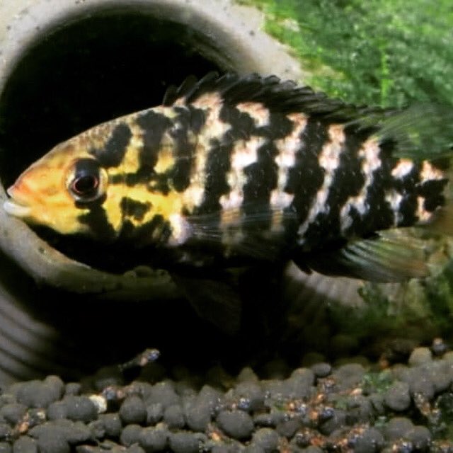 PetFishPlace's tweet photo. Thursday's eye-candy:  The 'Giant' Dwarf Cichlid.  

Discovered in 2009 in a very remote region of Brazil, this beautiful Apistogramma was nicknamed 'gigas' meaning 'giant' when it was initially found. #cichlid #brazil #fish #fishkeeping #tropicalfish #fishtank #aquarium https://t.co/Rkeq5227F9