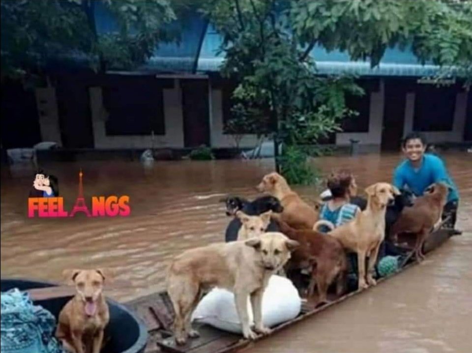 itssr's tweet image. We need more people like him
Priceless huminity❤️❤️ @PetaIndia