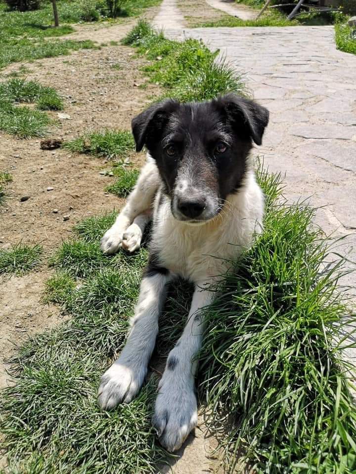 SCD_Rescue's tweet photo. FINN
AVAILABLE TO ADOPT
Very clever.
Very playful.
Loves life.
Loves the company of other dogs. 
When he was rescued he had a severe limp and couldn’t put weight on one of his front paws. It was discovered he had rickets due to poor nutrition all his life. He is much better. https://t.co/5Lz3JdnrsZ