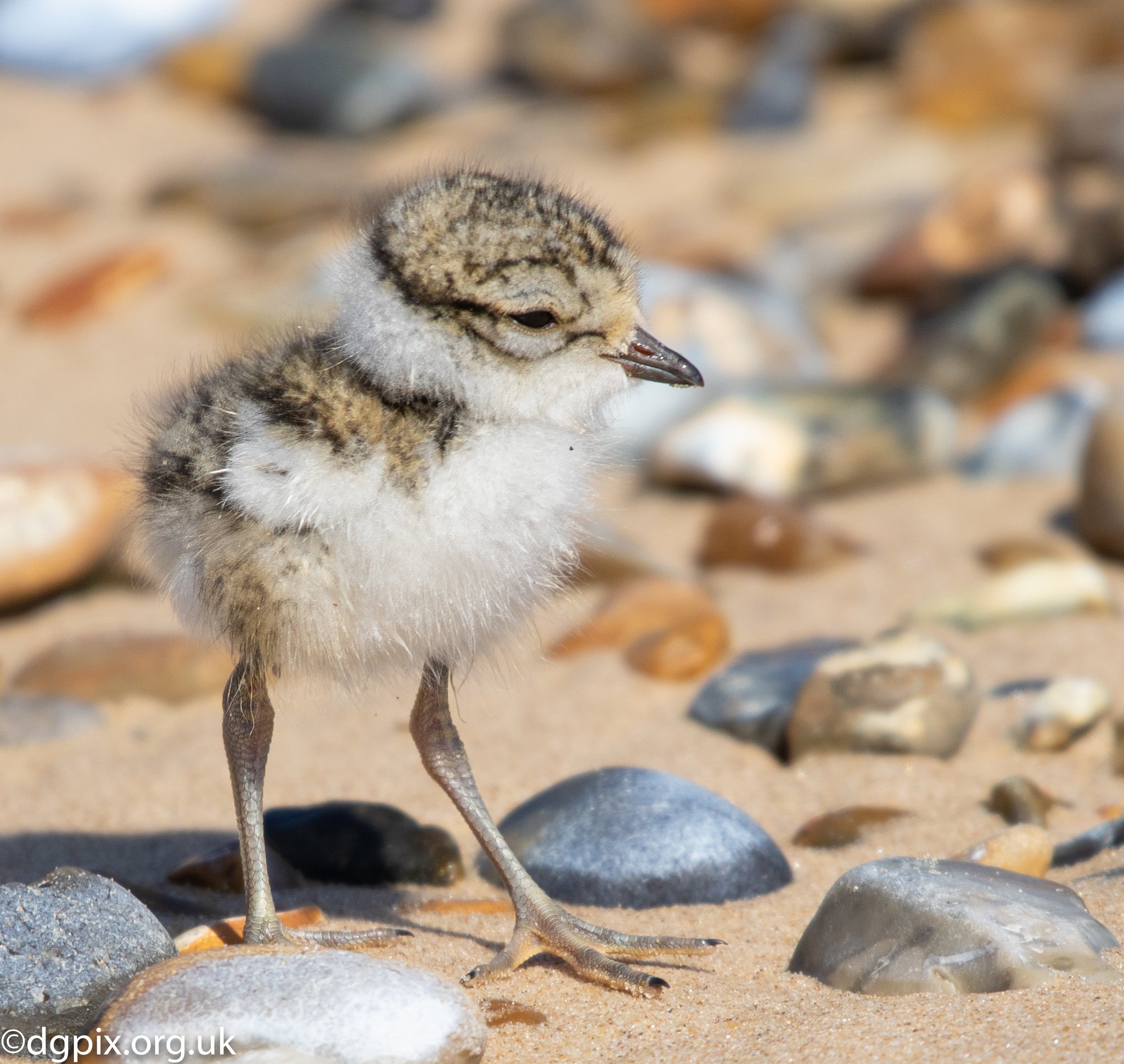 Kentish Plover female warming and protecting its brood one day old.... |  Download Scientific Diagram