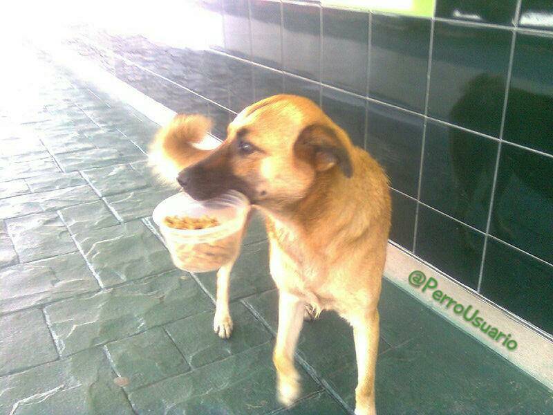 PerroUsuario's tweet photo. Me dieron comidita y me la llevo para cuidarla 🐕 😍 #DaleTuMano Solo cuentan con nosotros    https://t.co/ol4sbQJssX