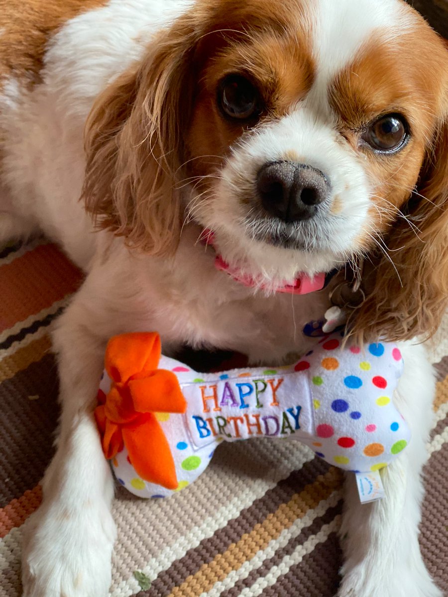 Hey Twitter pals! Guess who turns 6 today? 🎉🎂🎁🐶 #cavpack #cavalierkingcharles #dogsoftwitter