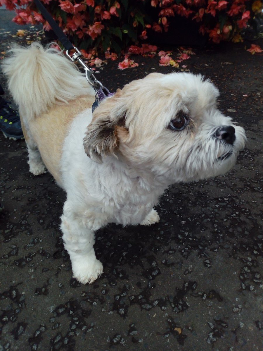 Meet Flossie 😍😍 Her owner has mobility issues and Flossie is not only her best bud was her late daughters pet. One of a million reasons why our volunteers are priceless ❤️🐾 #volunteersweek
#TimeToSayThankYou
#HelpEachOther #thatfacethough
