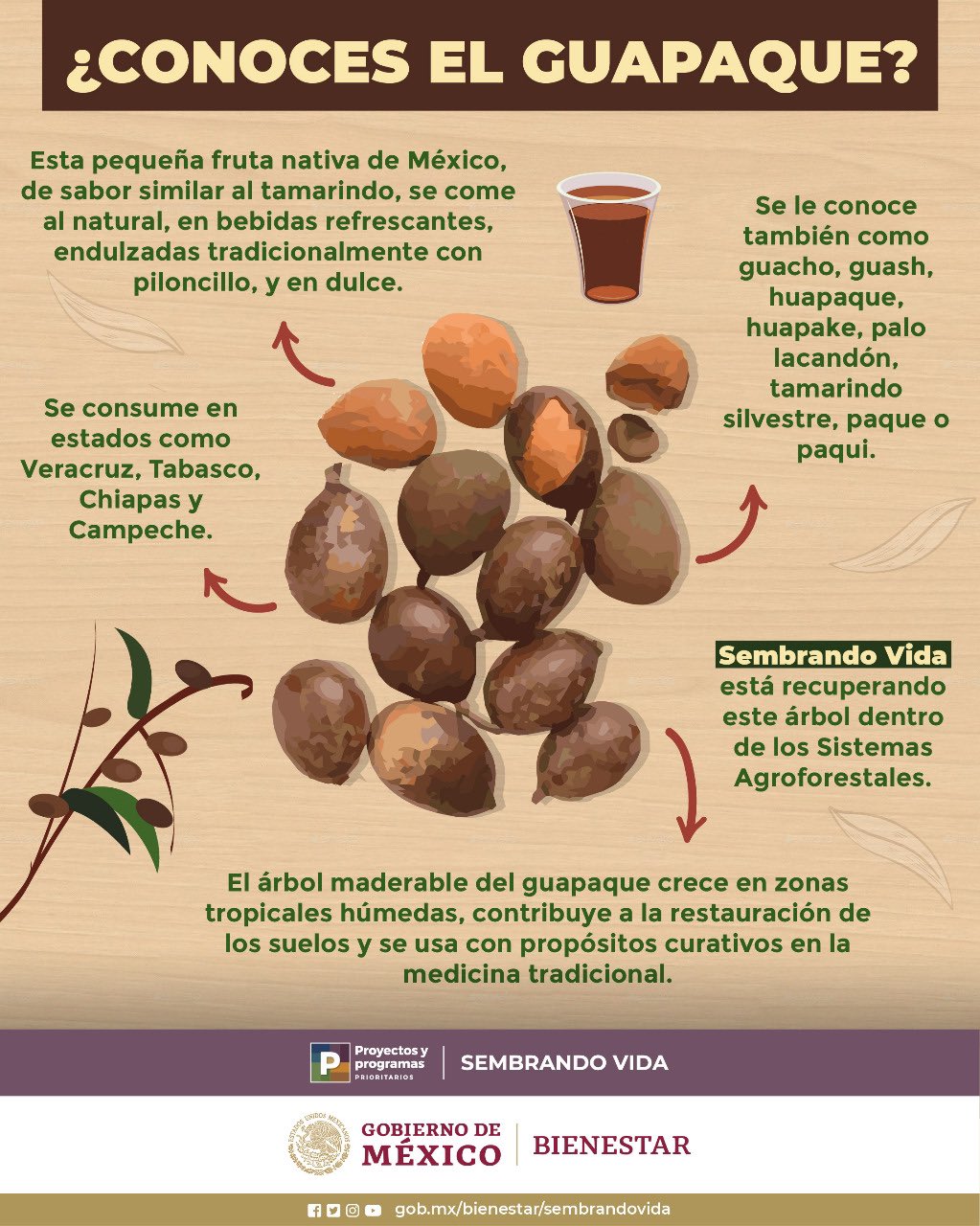 Maria Luisa Albores Gonzalez Hoy El Presidente Lopezobrador Nos Hizo Recordar Un Fruto Del Cual Se Alimentan Especies Como La Guacamaya El Guapaque Lo Conocian L S Sembrador S De Semvidamx Se Maria Luisa Albores Gonzalez Hoy El Presidente Lopezobrador Nos Hizo Recordar Un Fruto Del Cual Se Alimentan Especies Como La Guacamaya El Guapaque Lo Conocian L S Sembrador S De Semvidamx Se