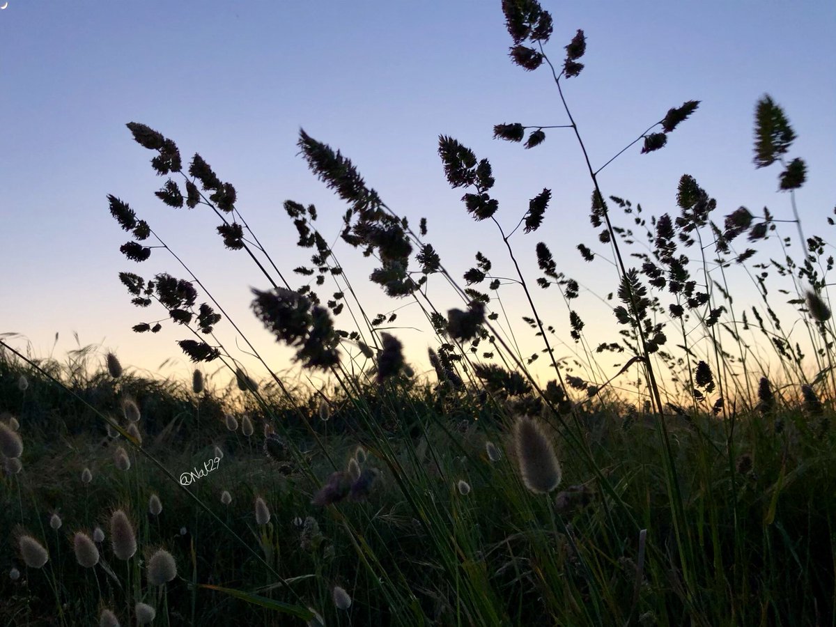 Amc’houloù natur / backlighting of nature/contre-jour de nature #soleilcouchant #bigoudenjoy #toutcommenceenfinistere #paysbigouden #fenetresurlepaysbigouden #bretagne #toutestbeauenfinistere #nature #outdoors #breizh #bzhg