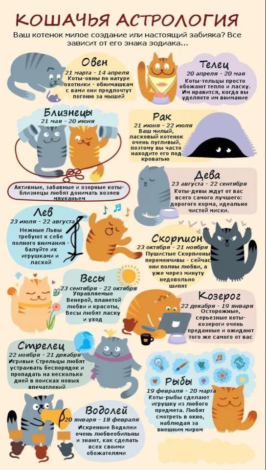 4 июня - по всему миру будут отмечать необычный праздник: День Объятий с Кошками (Hug Your Cat Day).