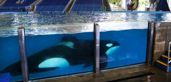 belladicicco's tweet photo. #39canimals Passing bills pertaining to making orca captivity illegal is a solution that can be implemented and pushed by the public. https://t.co/3sBVZPhF2h