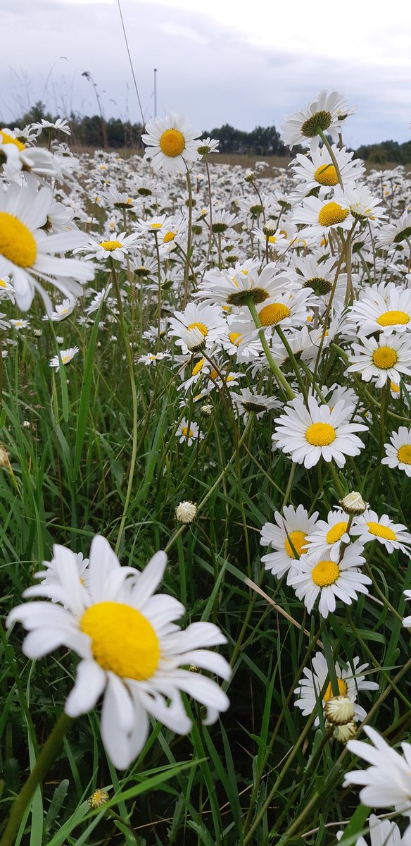 willbartle's tweet photo. Day 4 #30DaysWild bit busy with @LincChalkStream business today but managed to get a short run in and spotted these :) 🌼🌻🌸 https://t.co/5f6s4FC7EI