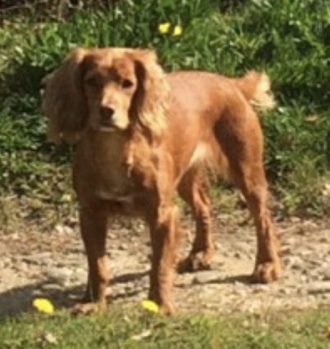rosiedoc666's tweet photo. DASHER still not home 2/6/20
Wandered off with a little black fluffy friend who found his way back BUT not this little girl is still #missing 
North #Tawton / #Bondleigh area SOUTH WEST #EX20 usually returns after a few hours 🤦‍♀️ not this time 😞
Lost from #farm in #Ashbridge https://t.co/hvsxe9wTVO