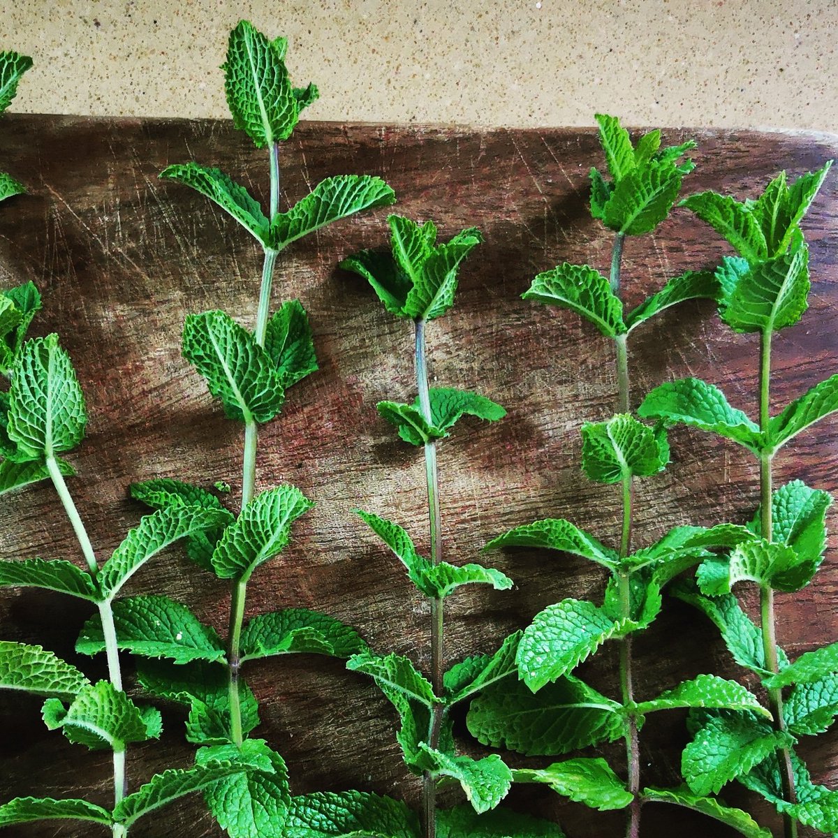 Rotemet's tweet image. אף פעם לא התחברתי לנענע, אבל פתאום ראיתי כמה הורידים שלה בולטים בידיים, והראיתי לה שגם אצלי זה ככה. מאז אנחנו עובדות בגינה ביחד ואם גבר אומר לנו שהידיים שלנו כעורות, אנחנו מאחלות לו משהו בשתיקה ומוחקות אותו מהטלפון.
#growfoodnotlawns #eatlocal