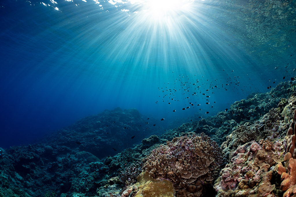 savingoceans's tweet image. Check out our most recent blog post by our president Dr. Lance Morgan, calling all scientists to sign. Sign on and read about why protecting 30% of the ocean is so important! ow.ly/WdYa50zZctf #30by30 #30by2030 #OneOceanOnePlanet #OceanOptimism