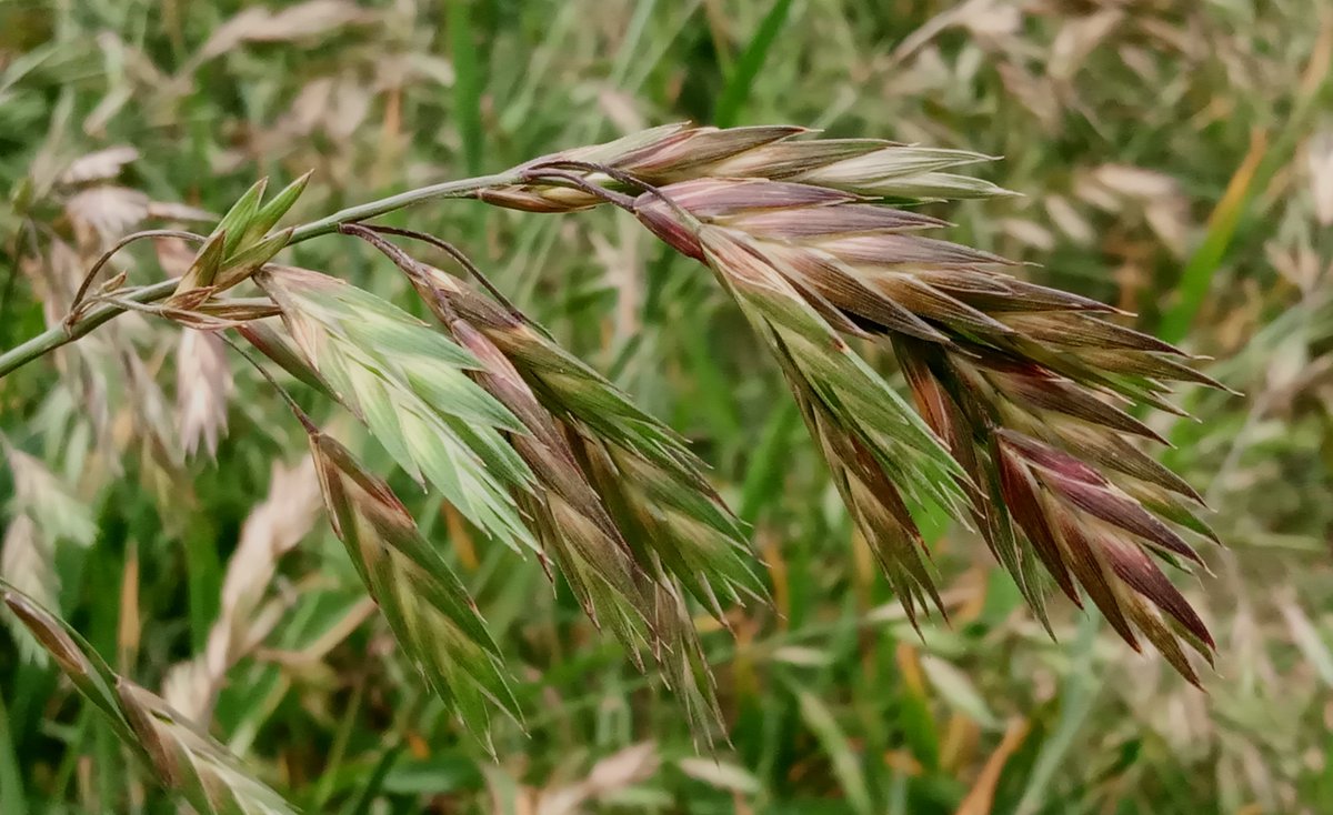 spikelets of grazing brome, or rescuegrass, an Argentinian seemingly at home in south London and now browning like kippers #30DaysWild @WildLondon <a href="/LNHS_Botany/">London Rocket</a> <a href="/LISI_invasives/">LISI</a> <a href="/CABI_Invasives/">CABI Invasive Species</a> @#wildlifefrommywindow
