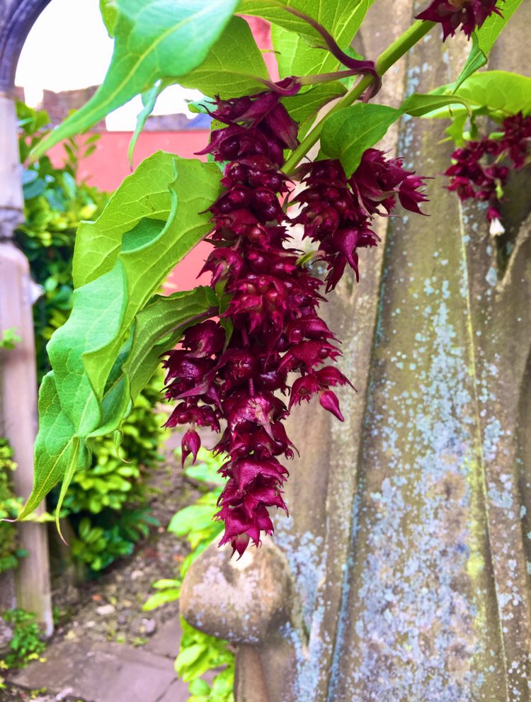 ladylolipops's tweet photo. Leycesteria formosa #himalayanhoneysuckle #floweringnutmeg #grannyscurls #pheasantberry #flowersoftwitter #NaturePhotography #amateurphotography #photography #nature #flowers https://t.co/JG668FiZRP