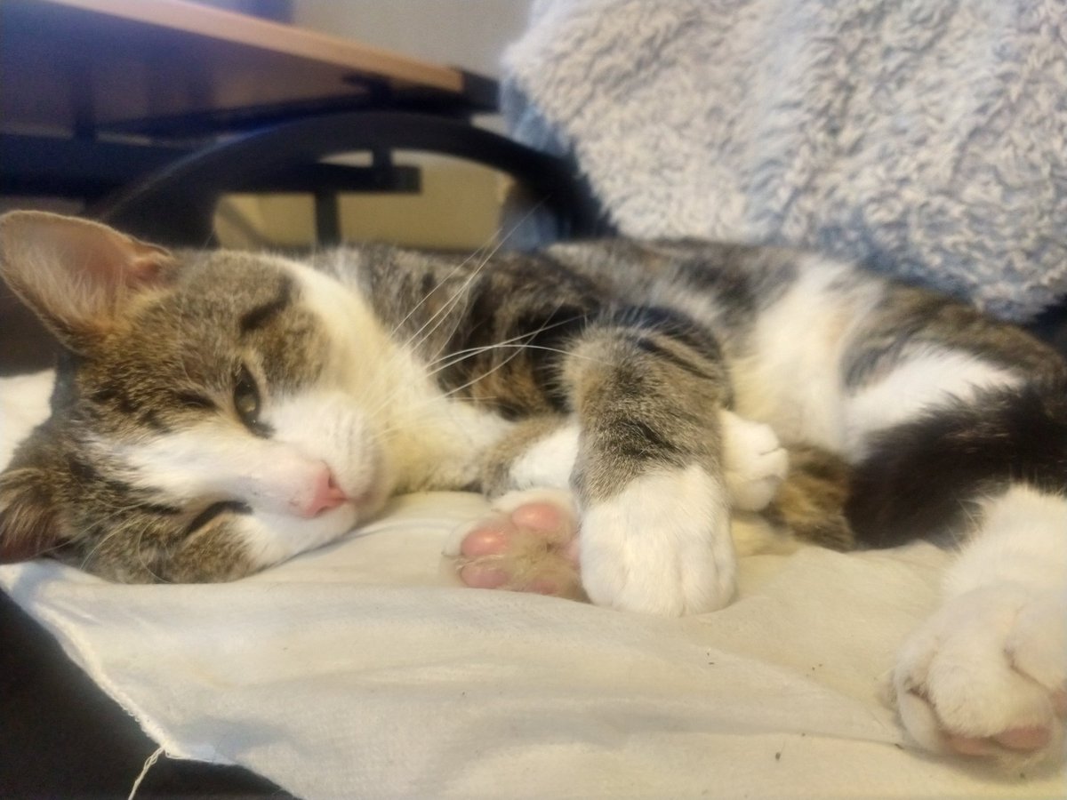 ABGraphixDesign's tweet image. How am I meant to get some work done with this on my chair..@ATRembrace @GrizzlyTriton @BlondieeSophiee @AzeyMXR #cats #workfromhome