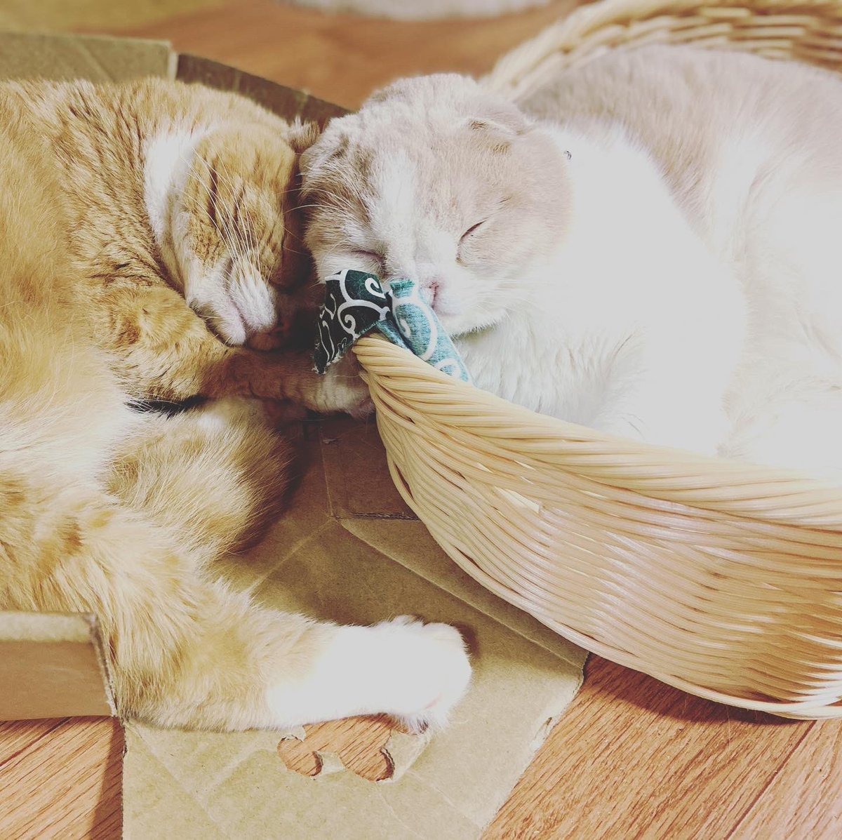 Taroucha1's tweet photo. オンライン会議じゃない、スリーピング会議
#catstagram #kitten #instacat #catwalk #kittycat #instagramnet #catsagram #cathedral #catsofinstagram #catvalentine #catlover #かわいい猫 #猫スタグラム #猫好きさんと繋がりたい #猫動画 #インスタ猫 #猫大好き #おもしろい猫 https://t.co/7PmL7Vpql2