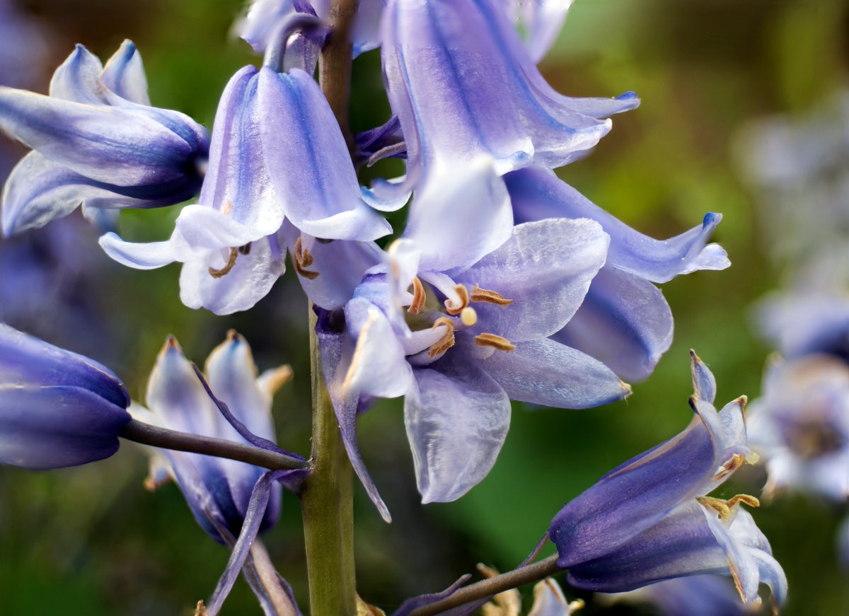 NeilAlderney's tweet photo. Bluebells in the back garden, from a few weeks ago. they are all gone now :(  focus stacked from 10 images
#bluebells #flowers #macro #focusstacked #winchester #olympus #photography  #flickr https://t.co/ozOpGkhnOd https://t.co/ktQY3klFF6