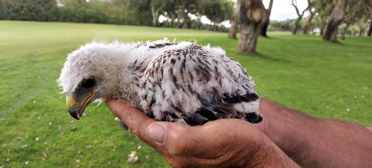 AgronomyRCV's tweet photo. Bonita cría de #aguila que caída del nido le hemos vuelto a dar la vida para su cría y posterior suelta en libertad. Bonito gesto @RcValderrama cuidando siempre su variada #fauna y #flora. Los campos de #golf siempre comprometidos @MedioAmbienteSV @AudubonIntl @aegreenkeepers https://t.co/b7YTbSk5wm