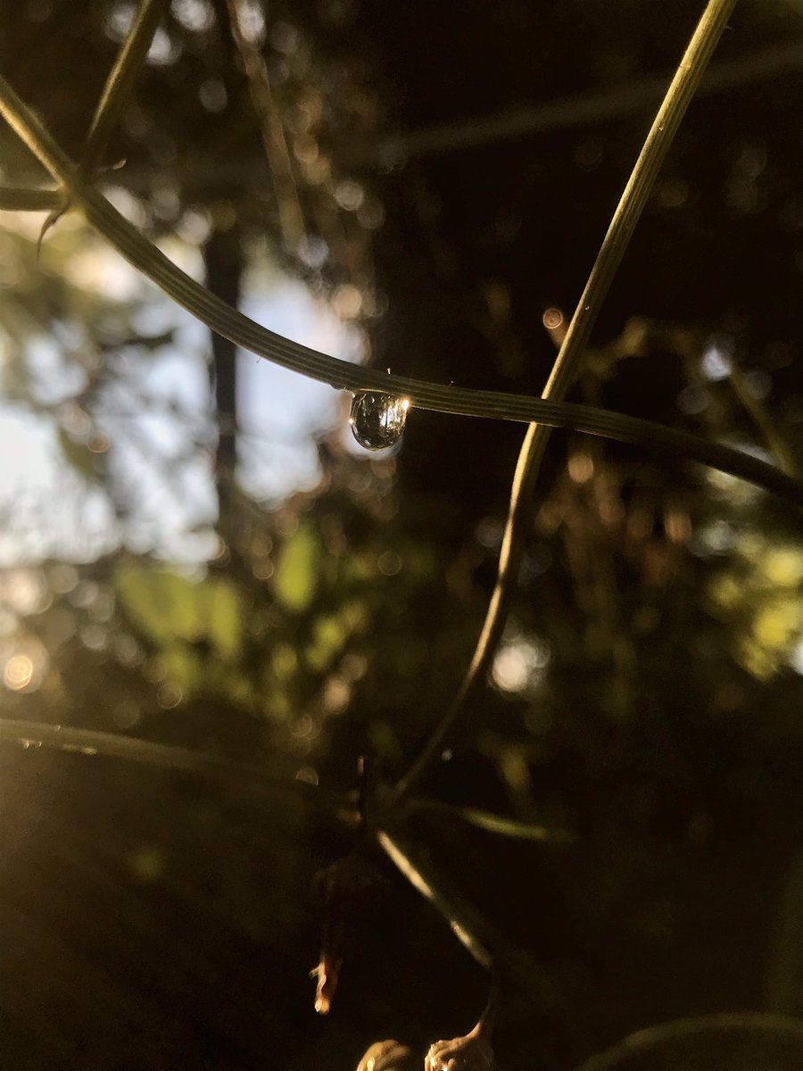 annadefez's tweet image. Després d’una tempesta tot brilla més #naturealwayswin