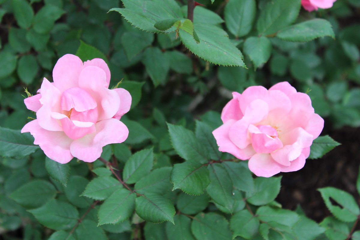 Landscape_STL's tweet photo. Take time today to stop and smell the roses! https://t.co/W3HzsJ9fEE