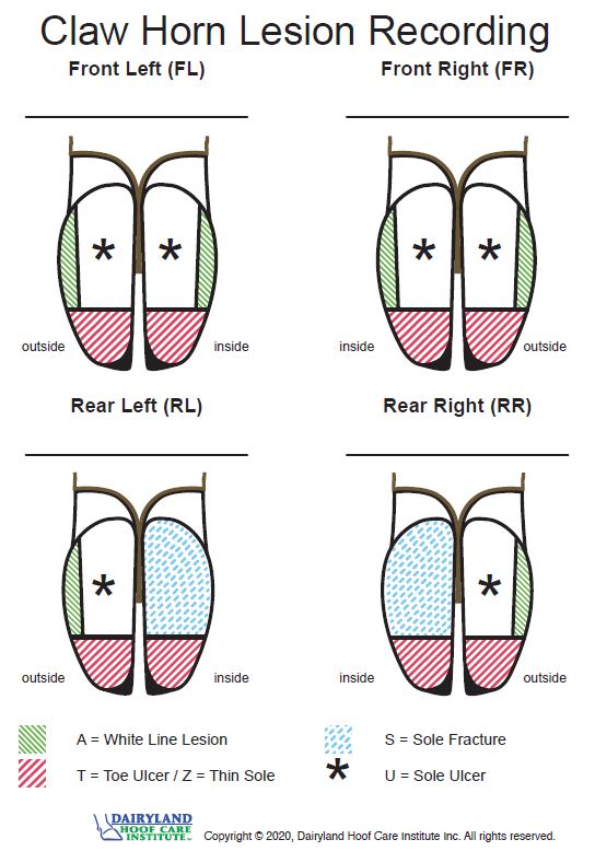 SaveCowsNetwork's tweet image. Data is king?  SIMPLE data is king.  We focus on the four main hoof lesions consistently observed on dairies around the world. This results in clear, concise data that aids in making effective management decisions.  #ZeroLamenessTolerance #SaveCowsNetwork