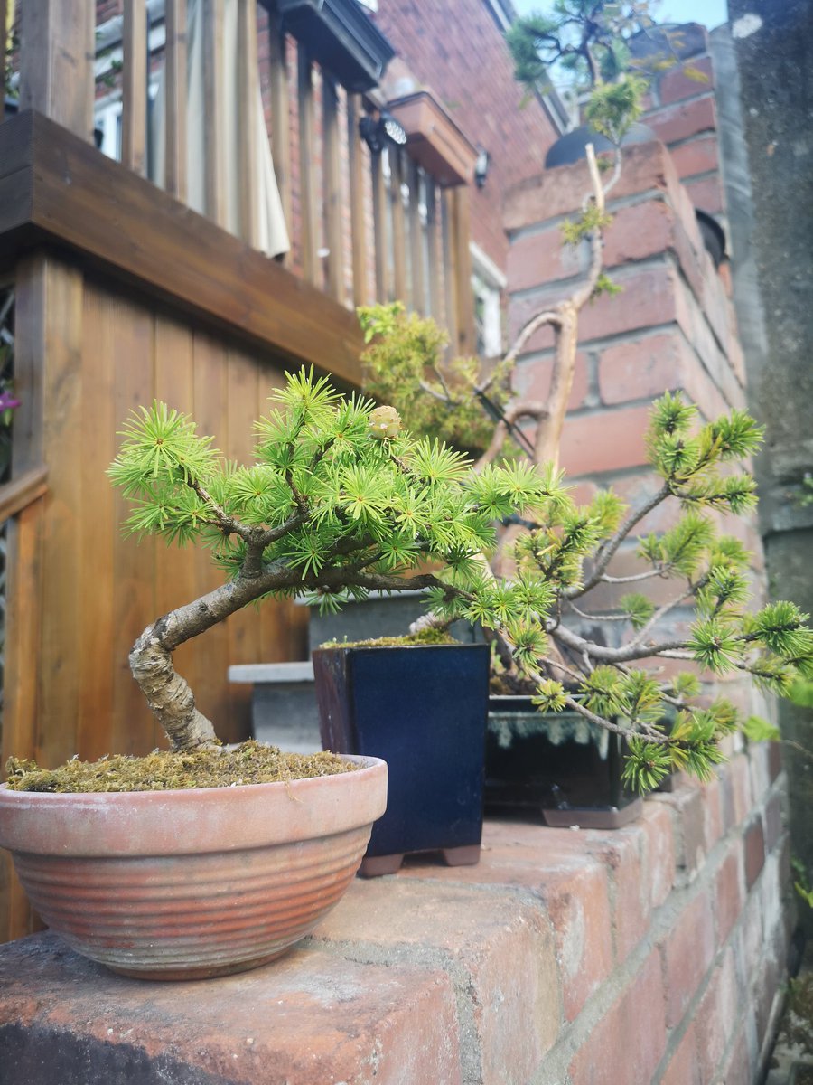 PMDDtakeover's tweet photo. #pmddhour

I've recently connected to a few hobbies, this has helped me switch off from the pressures and focus on myself.
Running, walking, bonsai, painting, writing and gardening. 

What hobbies help you switch off from pressures of life? https://t.co/o7W5pBGJTP