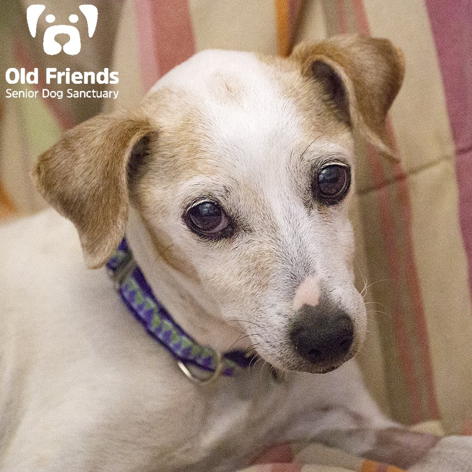 oldfriendssds's tweet photo. "It took years to perfect this look"- Amaz
#ofsds #ofsdsamaz #seniordogs #amazing https://t.co/5Vf6gvarCf